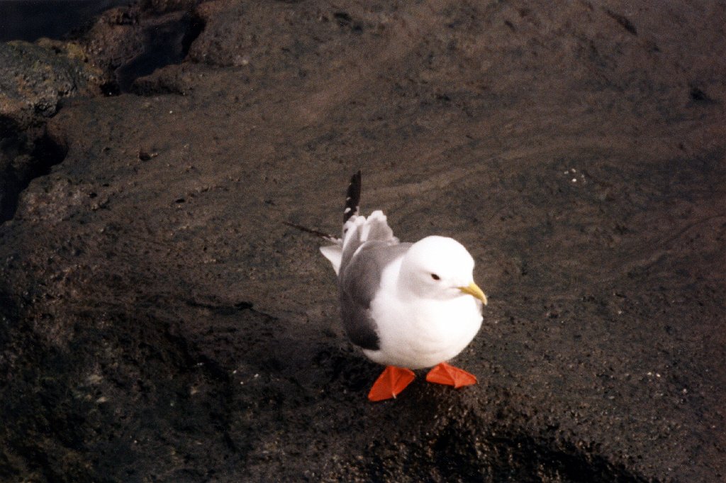 Kittiwake, Red-footed, St George Alaska 06-1996 B06P68I01.jpg - Red-footed Kittiwake